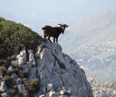 Mallorca tiene una sobrepoblación de 14.000 cabras salvajes pese a que cada año se eliminan 8.000